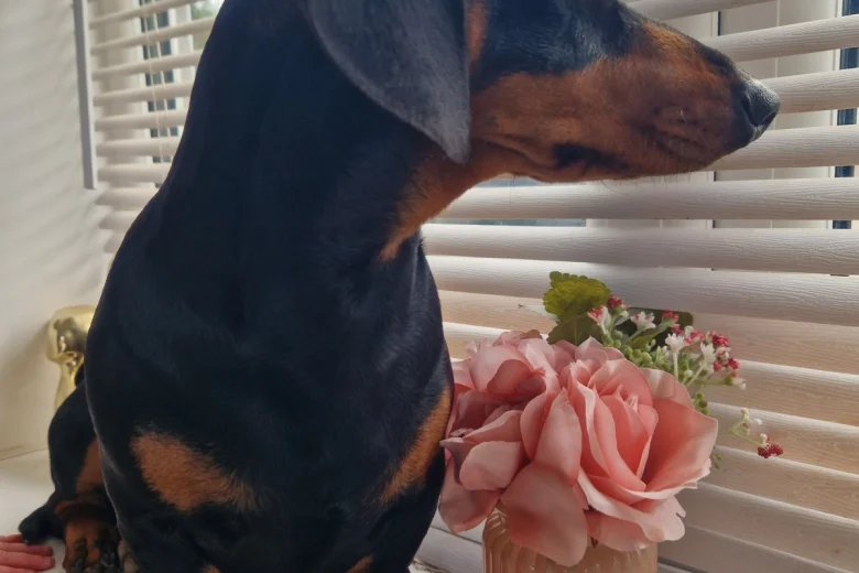 Dachshund (Smooth Haired)