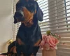 Dachshund (Smooth Haired)
