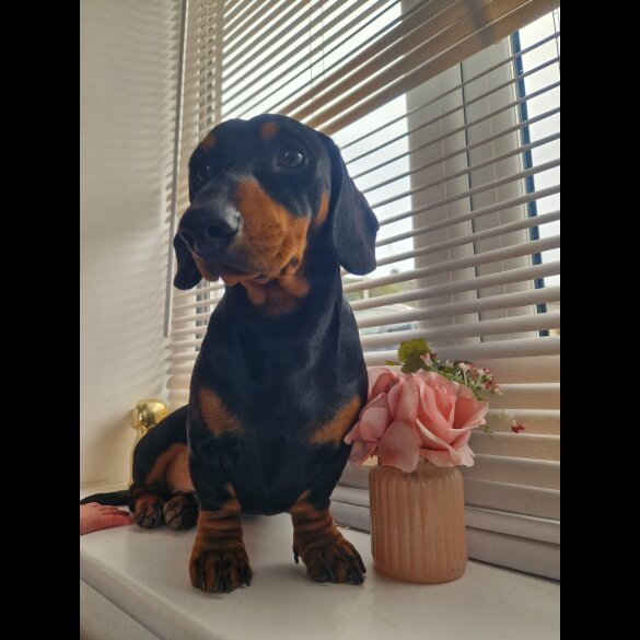 Dachshund (Smooth Haired)