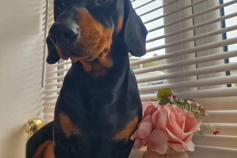 Dachshund (Smooth Haired)