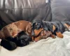 Dachshund (Smooth Haired)
