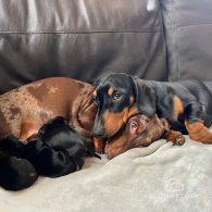 Dachshund (Standard & Miniature)