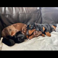 Dachshund (Smooth Haired)