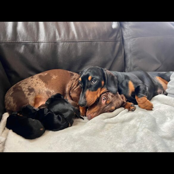 Dachshund (Smooth Haired)