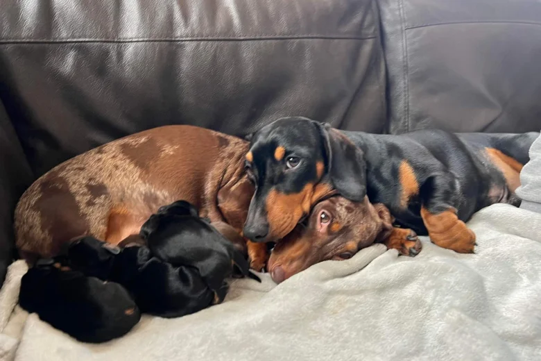 Dachshund (Smooth Haired)
