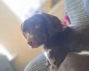 English Springer Spaniel