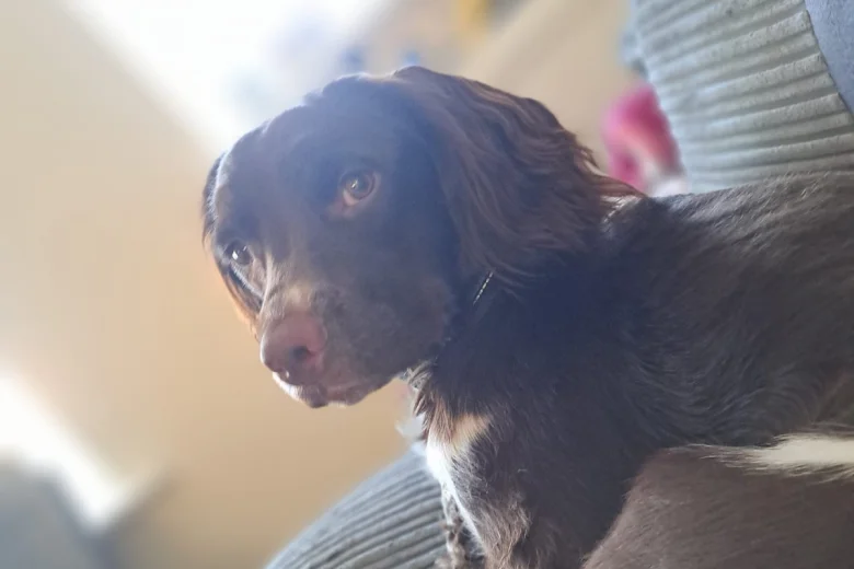 English Springer Spaniel
