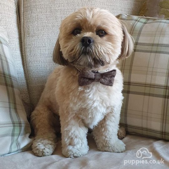 Lhasa Apso