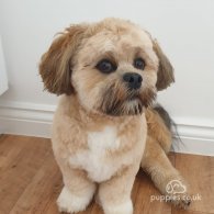 Lhasa Apso