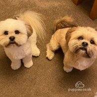 Lhasa Apso