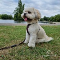 Lhasa Apso