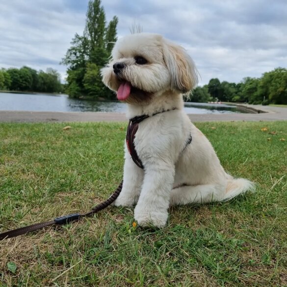 Lhasa Apso