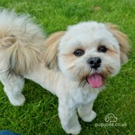 Lhasa Apso