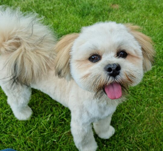 Lhasa Apso