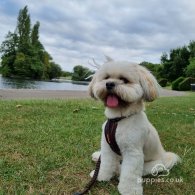 Lhasa Apso