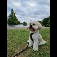 Lhasa Apso