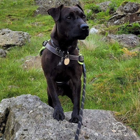 Patterdale Terrier