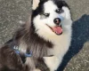 Siberian Husky
