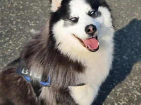 Siberian Husky