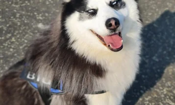 Siberian Husky
