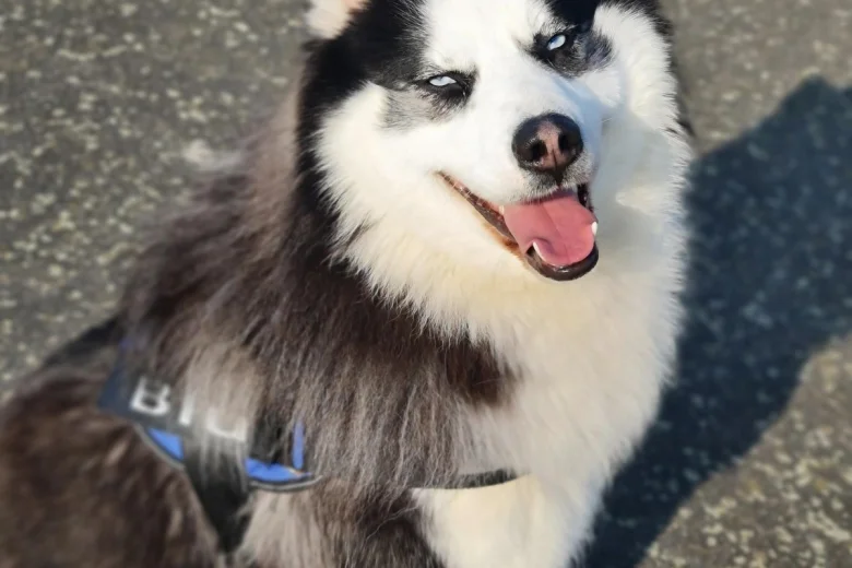 Siberian Husky