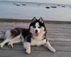 Siberian Husky