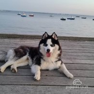 Siberian Husky