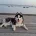 Siberian Husky