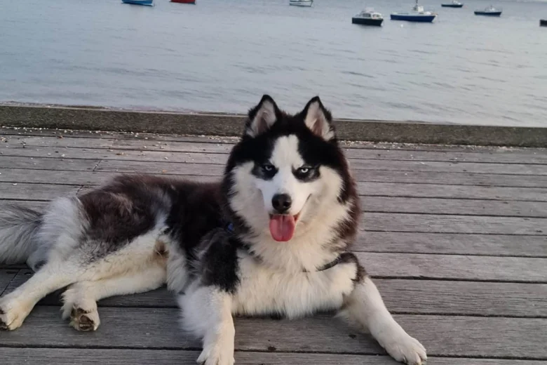 Siberian Husky