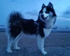 Siberian Husky