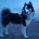 Siberian Husky