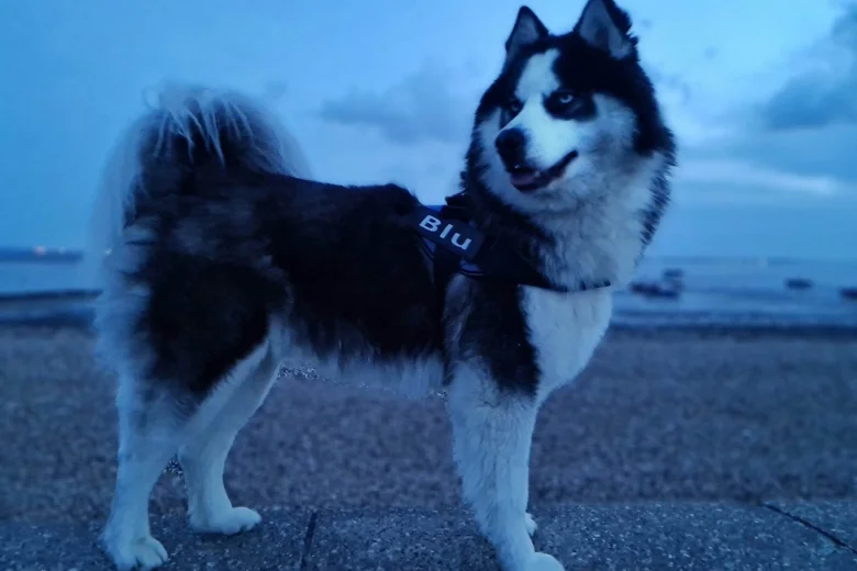 Siberian Husky