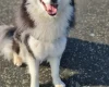 Siberian Husky