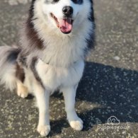 Siberian Husky