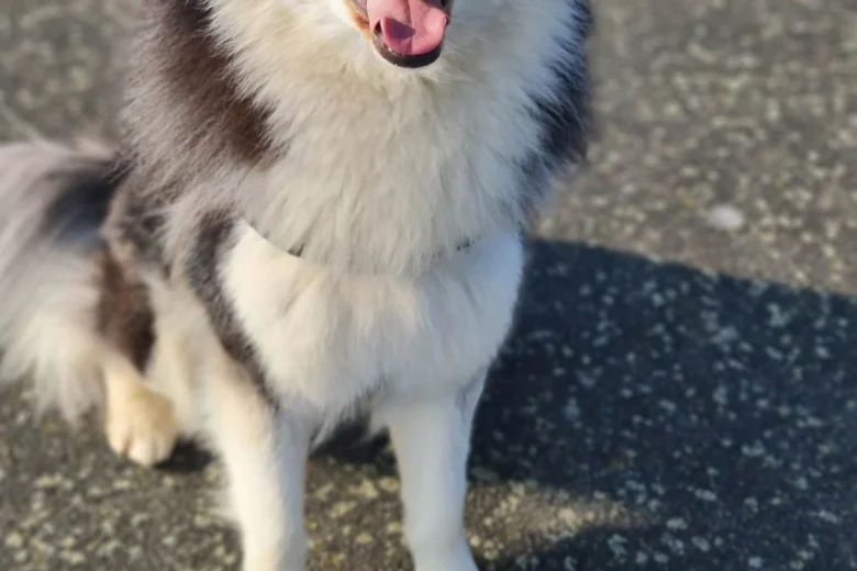 Siberian Husky