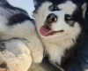 Siberian Husky