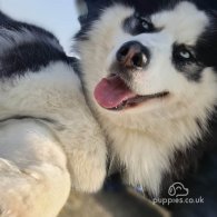 Siberian Husky