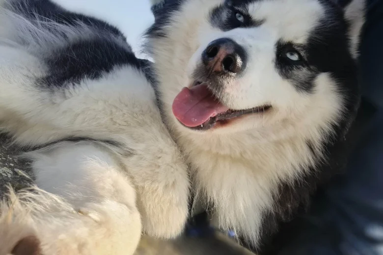 Siberian Husky