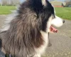 Siberian Husky