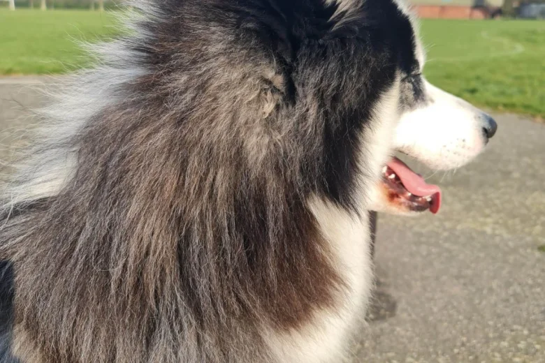 Siberian Husky