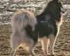 Siberian Husky