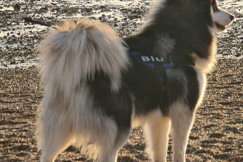 Siberian Husky