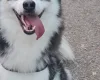 Siberian Husky