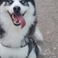 Siberian Husky