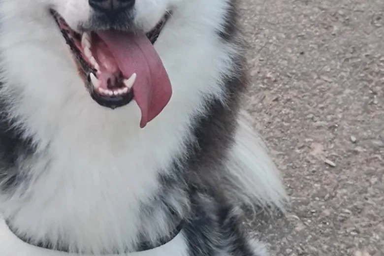 Siberian Husky