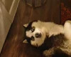 Siberian Husky