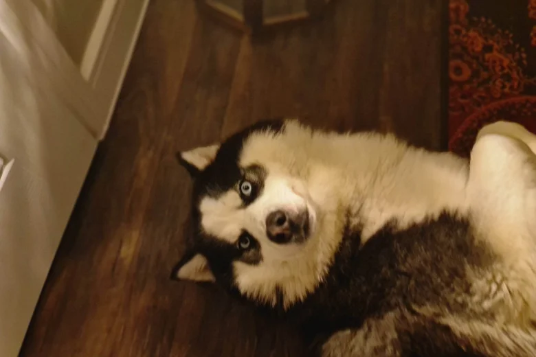 Siberian Husky