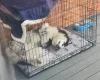 Siberian Husky
