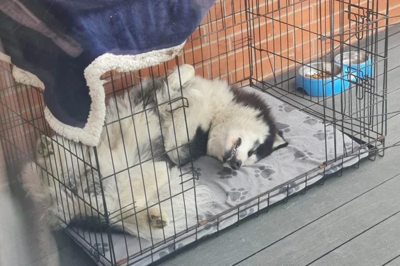 Siberian Husky