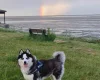 Siberian Husky